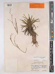 Image result for Costularia