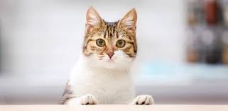 Looking for diabetic cat food? 6 Best Low Carb Cat Food Options 2021 Review Lelu Bobo