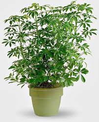 Umbrella Schefflera Tree Variegated Schefflera Arboricola Plant Hawaiian Umbrella Plant Indoor House Plant A Perfect Housewarm Plants Schefflera Plant Care