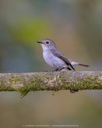 Image result for Peddiea fischeri