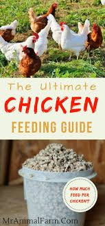 Maybe you would like to learn more about one of these? Chicken Feeding Guide How Much Feed Per Chicken Chicken Feed Raising Chickens Urban Chicken Farming