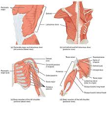 Describe the parts of the posterior sca… tendons. Acupuncture For Shoulder Pain Morningside Acupuncture