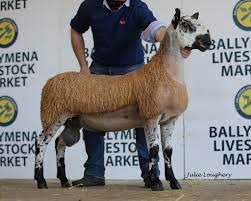 The bluefaced leicester (bfl) is a longwool breed of sheep which evolved from a breeding scheme of robert bakewell, in dishley, leicestershire in the . Bluefaced Leicester N I Region Home Facebook