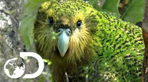 Birds That Cant Fly When You Think Of A Parrot You Picture A Big Colorful Bird That Can Talk And Fly And For The Most Part You D Be Correct In Thinki Kakapo Parrot Parrot Kakapo