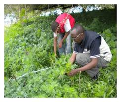 Image result for Phyllanthus pseudoniruri