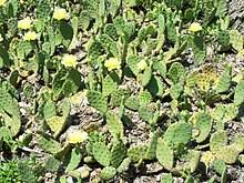 Our advice is to keep an affected cactus in quarantine for three weeks. Opuntia Humifusa Wikipedia