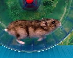 hamster running on a wheel.の画像