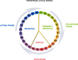 calculating ovulatio date calculator and ovulation calendar