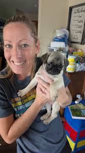 Looking to purchase a pug? Reach out to me. A friend of mine is selling!