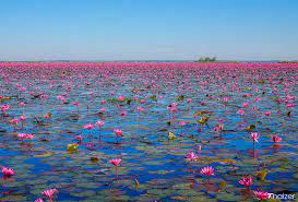 Udon thani is in the northeastern region, the part of thailand that is also commonly referred to as isan. Visiting The Red Lotus Lake Udon Thani