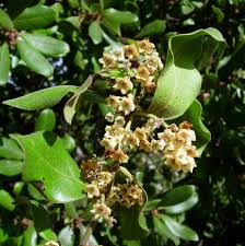 Image result for Euclea undulata