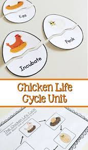 Chicken Life Cycle Unit For Preschool Kindergarten Or First Grade Chicken Life Cycle Activities Chicken Life Cycle Life Cycles Preschool