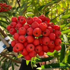 New charms for the thresholds are traditionally made every quarter day, according to mcneill,24 but she seems to. Buy Sorbus Aucuparia Sheerwater Seedling Rowan Tree 10 12cm Girth Available For Sale Online