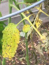 There are plenty of reasons for the tomato leaves to turn yellow. Tomato Leaves Turning Yellow With Brown Spots Helpfulgardener Com