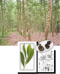 Image result for Acacia mangium