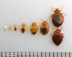 Do Bed Bugs Live Outside Where And For How Long Bed Bug Bites Bed Bugs Bed Bugs Infestation
