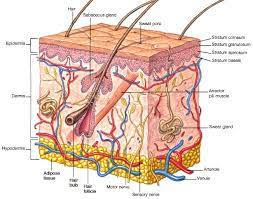 Skin Structure Of Skin Epidermis Dermis Hypodermis Skin Anatomy Integumentary System Basic Anatomy And Physiology