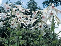 Il costo è dato dal numero di steli anniversari, mazzi. Cardiocrinum Un Giglio Gigante Che Fiorisce Una Volta Nella Vita Informazioni Generali 2021