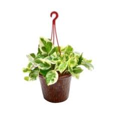 Bibit yang kami jual garansi seumur hidup untuk keaslian varietas dan garansi kondisi bibit baik 14 hari sejak diterima. Beli Tanaman Hias Daun Bibit Tanaman Murah Online Maret 2021 Blibli Com