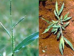 Image result for Urochloa brachyura