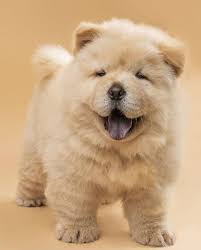 they re always sticking out their tongues especially when they re out in public in 2021 chow chow dogs cute baby dogs cute dogs