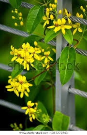 Image result for Tristellateia