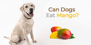 Canines can only consume a minimal amount of fruit so you should either give them half cut pieces without any seeds or peel or give them one or two pieces of dried mangoes. Can Dogs Eat Mango Pets Guided