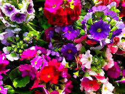 Locally its called kadam ful. Stunning Beautiful Natural Flowers In The City Park By Os Sol Photo Stock Snapwire