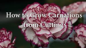 Pin On Carnations