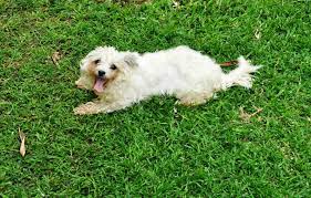 The death of a pet - A Letter from Kabwata