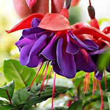 Fuchsia Voodoo Trailing Plants For Hanging Baskets Buy Christmas Tree Bedding Plants