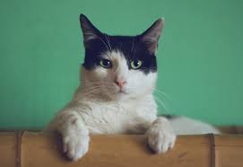 How can you safely vape around your pets? Can I Vape Around My Pets