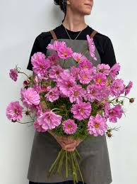 Image result for Cosmos bipinnatus `Double Click`