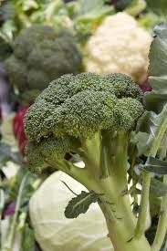 I had read somewhere that they were great companions, so i stuck a rhubarb seedling in between two of my broccoli plants. Companion Planting A Garden Blain S Farm Fleet Blog
