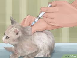 Then, introduce new family members one by one by having them enter the bathroom and just hang with your new kitty. How To Socialize Your Kitten 13 Steps With Pictures Wikihow