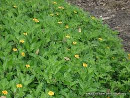 Image result for Sphagneticola trilobata