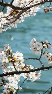 4k ultra hd nature wallpapers. Flower Wallpapers Images In 4k And 8k Resolution