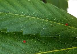Keep your plant quarantined until you are sure the scale is gone. Barnacles Scales On Cannabis Identify Get Rid Of It Quickly