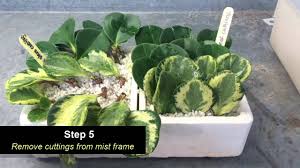 Check spelling or type a new query. Peperomia Care Guide Plants Propagation Soil Pests