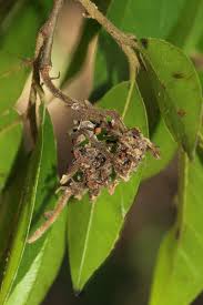 Image result for Hirtella zanzibarica