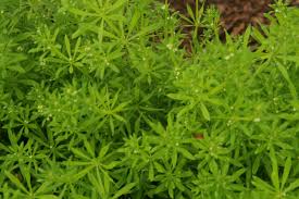 Image result for Alectra glandulosa