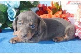 This pup gets tons of. Pin On Dachshund