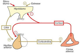 HIPOADRENOCORTICISMO EM CÃES: RELATO DE CASO 1. INTRODUÇÃO O  hipoadrenocorticismo é uma endocrinopatia rara, a qual mimetiza