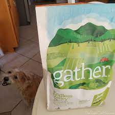 Petcurean Gather Vegan Dog Food Review Vegan Dog Vegan Dog Food Dog Food Reviews