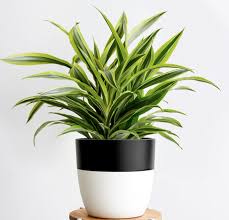 Mulai dari tanaman peperomia yang merambat, tumbuh tegak, yang. 10 Jenis Tanaman Hias Daun Penyejuk Rumah Blog Ruparupa