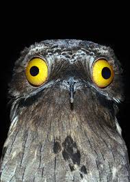 30 Potoo Facts The Bird Behind The Meme 7 Potoo Species Tons Of Photos Funny Birds Potoo Bird Weird Birds