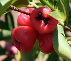 I tried to grow some. Growing The Exotic Wax Jambu Tree Tastylandscapetastylandscape