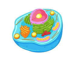 The first is a colored and labeled cell diagram. 3d Model Of Animal Cell Animal Cell Diagram To Label Worksheet