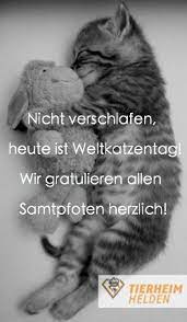 tierheimhelden wunschen einen schonen weltkatzentag welt katzen tag katzen tierheim