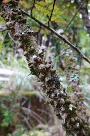 Image result for Zanthoxylum sp. A